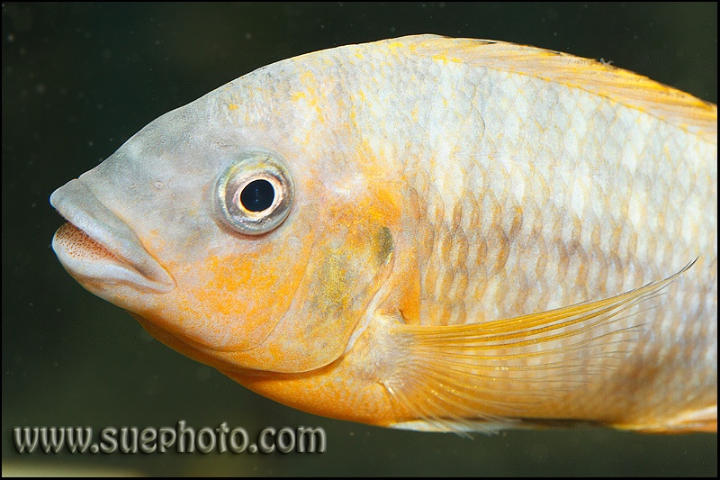 Petrochromis sp. 'red' Mahale Mountains NP
